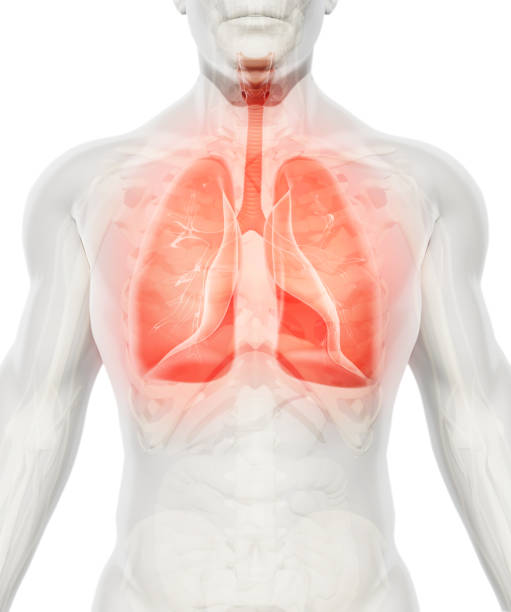 Top 7 Herbs For Lung and Respiratory Health | NativeLifeLLC